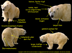 Eisbär-Aussehen-Körperbau.jpg
